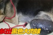 狗为什么长不高？（探究狗的生长发育过程及原因）