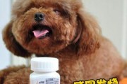 猫咪感冒了怎么办？（药物治疗和家庭照顾）