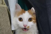 猫咪喵呜喵呜大叫的原因（揭秘猫咪喵呜喵呜大叫背后的真相）