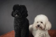 揭秘泰迪犬血统的纯净与否（这几个特征的“泰迪犬”，血统一定不纯！）