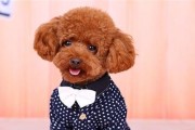 如何选购一只健康的泰迪犬（如何从品种、血统、性格、体检等方面选购健康的泰迪犬）