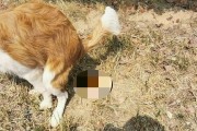 如何应对狗狗细菌性肠胃炎？（宠物主人必读的防治方案）