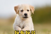 拉布拉多不适合作为宠物的原因（为什么拉布拉多不适合养作为宠物）