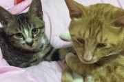 如何在家养护一只猫咪
