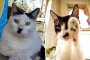猫咪的胡须（探寻猫咪胡须的秘密，了解它的作用及保养方法）