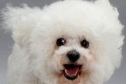 比熊为何突然爱咬东西？（解析比熊咬东西行为的原因与应对方法）