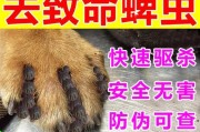 狗狗身上有跳蚤怎么办？（全面解决跳蚤问题，让宠物健康快乐）