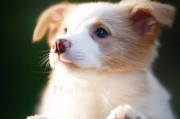 探寻北京边牧犬舍的魅力（了解北京边牧犬舍的背景和特点）