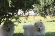 打造舒适的松狮犬舍（布置与注意事项）
