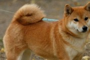 探究以柴犬标准体型为基准的宠物饲养指南（从饲养环境到饮食习惯，全方位了解如何养好你的柴犬宠物）