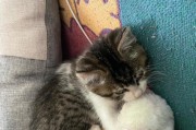 揭秘猫咪为何喜欢舔自己的毛（猫咪舔毛的原因及好处，如何帮助猫咪清洁毛发）