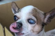 狗狗眼部疾病治疗全解析（以宠物为主，教你如何科学治疗）