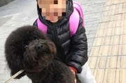 如何训练贵宾犬上厕所（宠物主人必知的训练技巧）