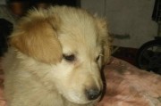 如何有效清除金毛犬狗狗耳朵发臭？（从清洁、饮食和护理三方面入手）