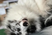 喜乐蒂宠物防疫指南（以爱之名，守护我们的伙伴）