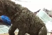 危险物质（揭开让狗致命的危险物质及预防措施）