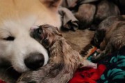 狗临产症状（详解狗临产前的体征和行为表现，帮助主人为母狗提供必要的支持）