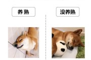 为什么“柴犬”会遭人嫌弃？离不开这5个原因！（揭秘柴犬不受喜爱的背后原因，了解为什么他们备受冷落）