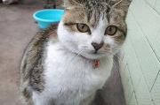 春节带猫回村避雷指南：这3样致命隐患，90%铲屎官都会忽略！