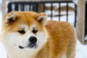 秋田犬怀孕期间的饮食管理（健康饮食是保证犬宝宝健康的关键）