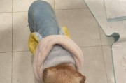 以宠物为主的一篇文章，让你了解狗狗的情感世界（以宠物为主的一篇文章，让你了解狗狗的情感世界）