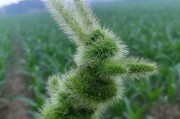 狗尾巴掉了该如何处理？（用什么药可以帮助狗尾巴愈合？）
