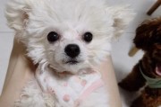 如何护理比熊犬嘴部毛（掌握这些技巧，让你的宠物更健康）