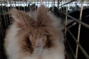 加利福尼亚兔饲养指南（从饲养环境到饲料选择，一步步教你养好加利福尼亚兔）