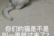 猫咪一声叫，暗藏的信息大解析（探索猫咪单声叫的背后意义）