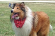 苏格兰牧羊犬幼犬饲养指南（合理饮食，健康成长）