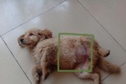 冬季如何防止狗狗犬瘟热（宠物保健知识）