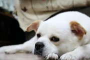 狗狗为什么会发出“呜呜叫”的声音？狗狗呜呜叫的8个原因