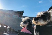选择适合骑行的狗种（以骑行带什么狗为主题的探讨）