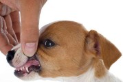 如何正确给宠物狗狗刷牙？（科学的口腔护理，让爱犬远离疾病）