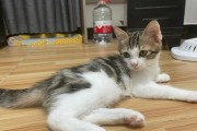 花狸猫与布偶猫——两种可爱的宠物猫的比较（了解花狸猫和布偶猫的特点和差异，选择适合自己的宠物）