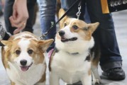 如何训练你的柯基犬——几个要点分享（打造最亲密的犬主关系，如此简单易行！）