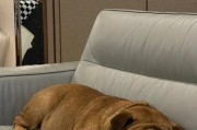 家具被斗牛犬咬坏怎么办？（宠物行为管理的基本技巧）
