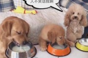 幼犬喝牛奶的注意事项（为你的宠物提供适量的牛奶）