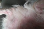 狗狗流血的常见原因及应对方法（保护宠物狗狗健康，及时处理出血情况）
