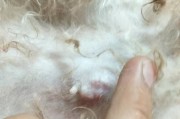 泰迪为什么滴口水（解密泰迪口水的奥秘）