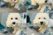 新买回家的小狗狗，什么时候能洗澡？（狗狗洗澡的最佳时机和注意事项）