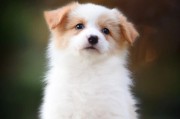 边牧犬睡觉的小动作，看出它对你的爱意（边牧犬睡觉姿势揭示主人情感的奥秘）