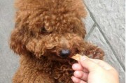宠物泰迪犬是否能喝牛奶？（养宠物要注意的饮食问题，泰迪犬适合喝牛奶吗？）
