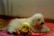 为你的可蒙犬选择顶级狗粮（如何选择适合可蒙犬的高质量狗粮）