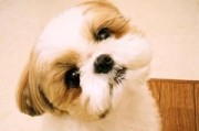 珍惜生命，关爱宠物——以西施犬寿命为例（从喂养到养生，探究如何延长西施犬的寿命）