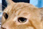 猫咪为何喜欢出门探险（揭开猫咪对户外世界的向往和探索欲望的原因）
