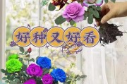 七彩繁殖的奇妙之旅（探寻七彩繁殖的秘密与特点）