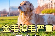 为什么金毛会一直掉毛？（探究金毛掉毛原因及解决方法）