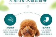 探讨70天泰迪狗粮的泡发时间（科学合理的狗粮泡发时间能否保障泰迪犬的健康？）