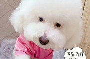 猎狐犬耳道清洁之重要性（宠物健康从耳朵开始，猎狐犬耳朵清洁小技巧分享）